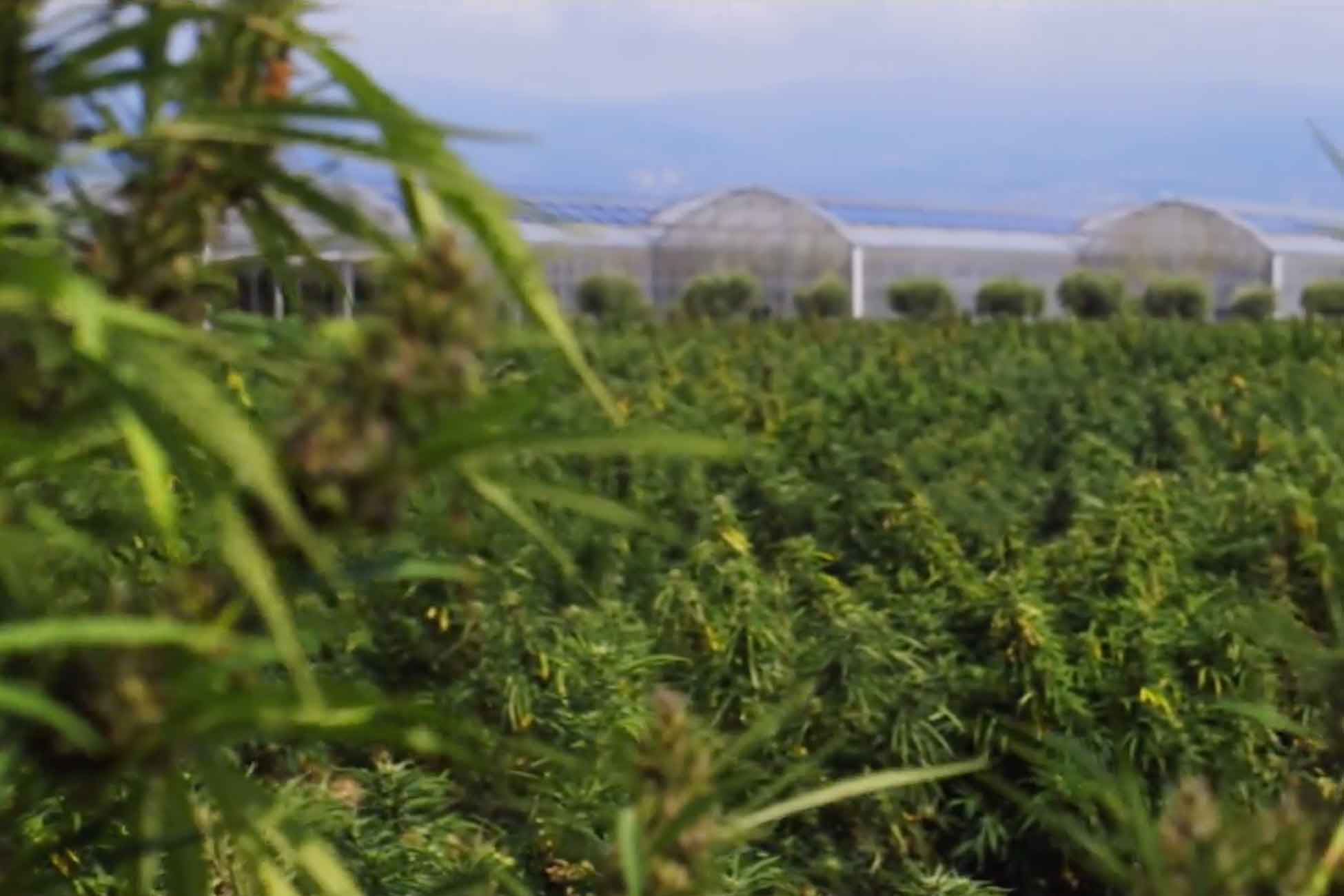 Costa Rica runoff election holds key to new medical cannabis law. 