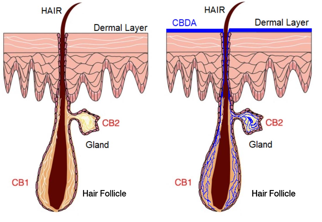 CBDA Hair Follicle
